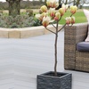Image 2: Magnolia Patio Standard Trees - 5 Varieties to Choose From