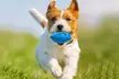 Puppy Chew Ball Toy: 1 Pc - Blue or Orange (58% Off); Free Shipping - Image 4