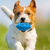 Image 4: Puppy Chew Ball Toy: 1 Pc - Blue or Orange