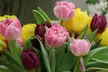 Mixed Double Bloom Late Tulip Flowers (10, 20, & 40 Bulbs With Planting Tool) - Second Medium
