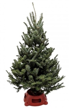 3–4 Foot Fraser Fir Christmas Tree with Stand