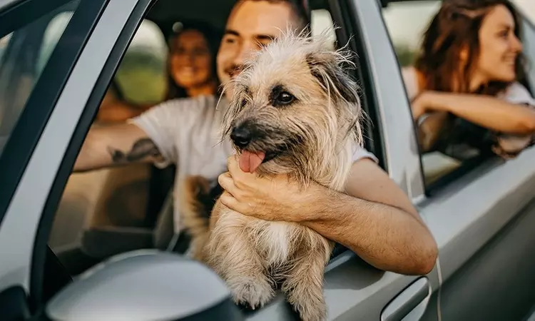Free Pet Insurance Quote from Healthy Paws