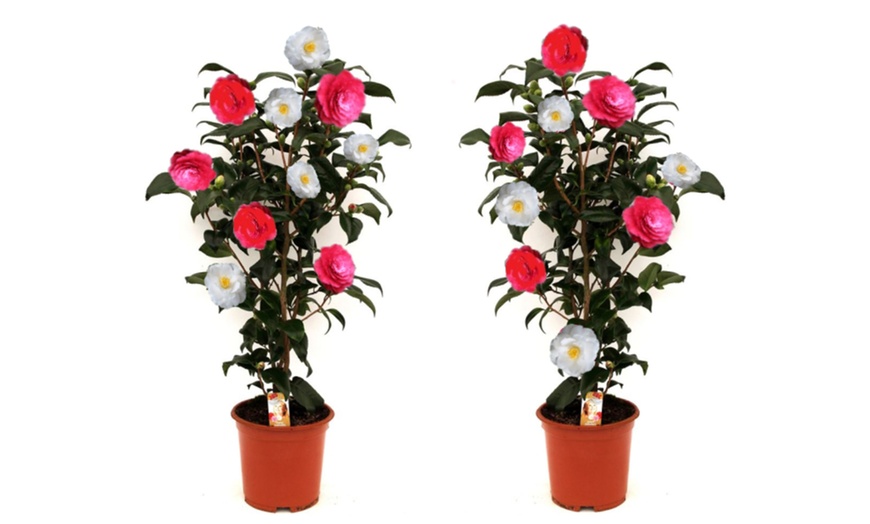 Image 16: 1 ou 2 arbustes de camélia du Japon XL de Gardenzo