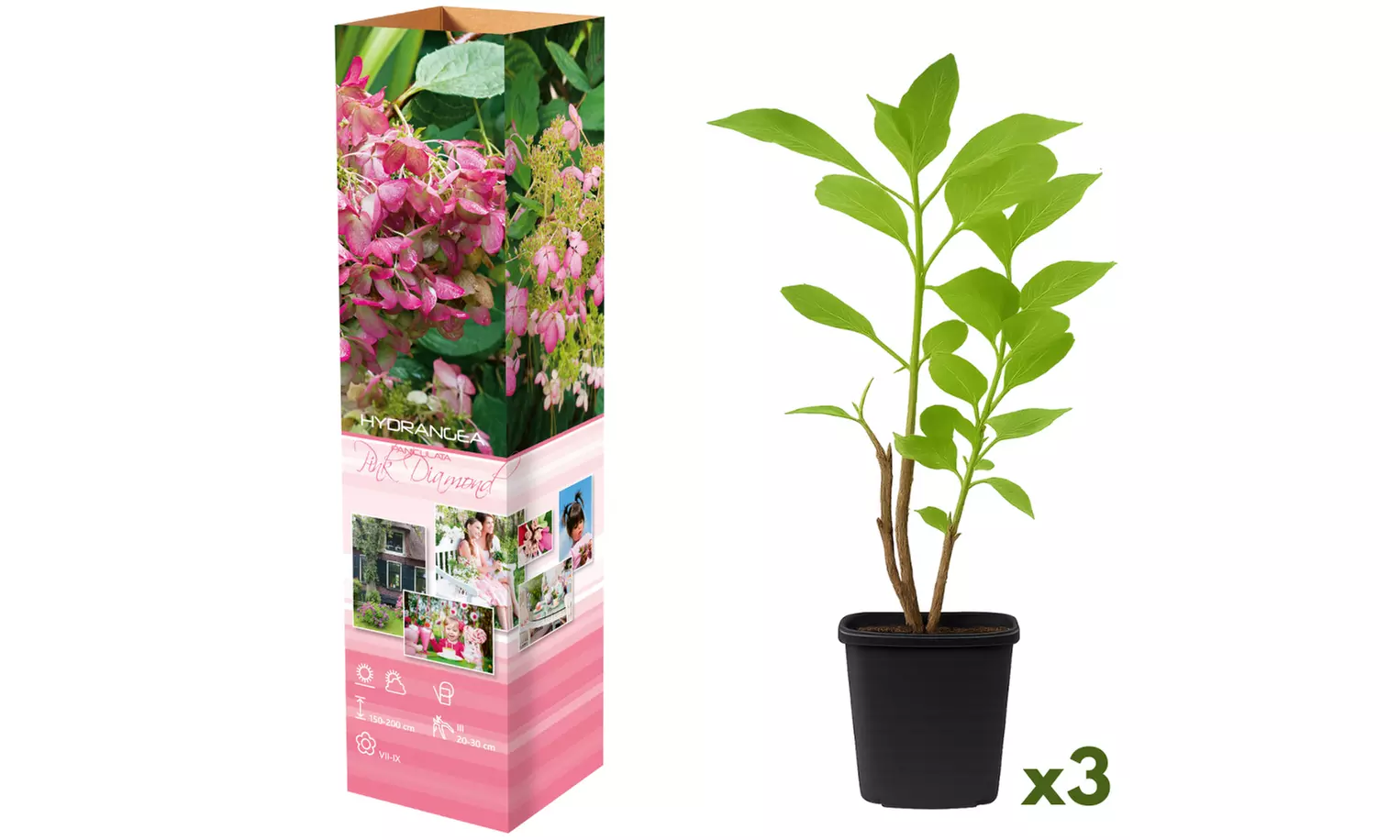 3 o 6 plantas hortensias