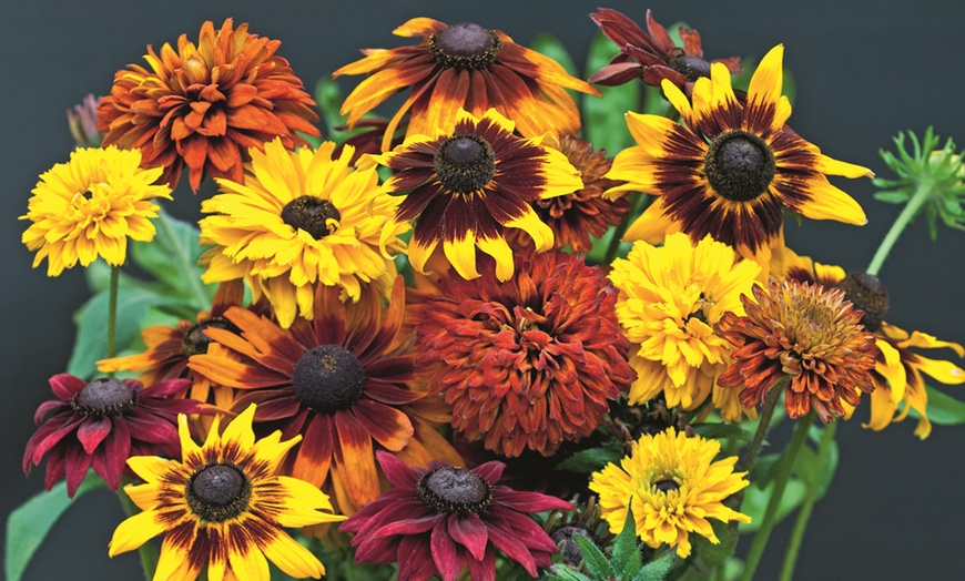 Image 17: 15 Mixed Garden Ready Summer Bedding Plant Collection