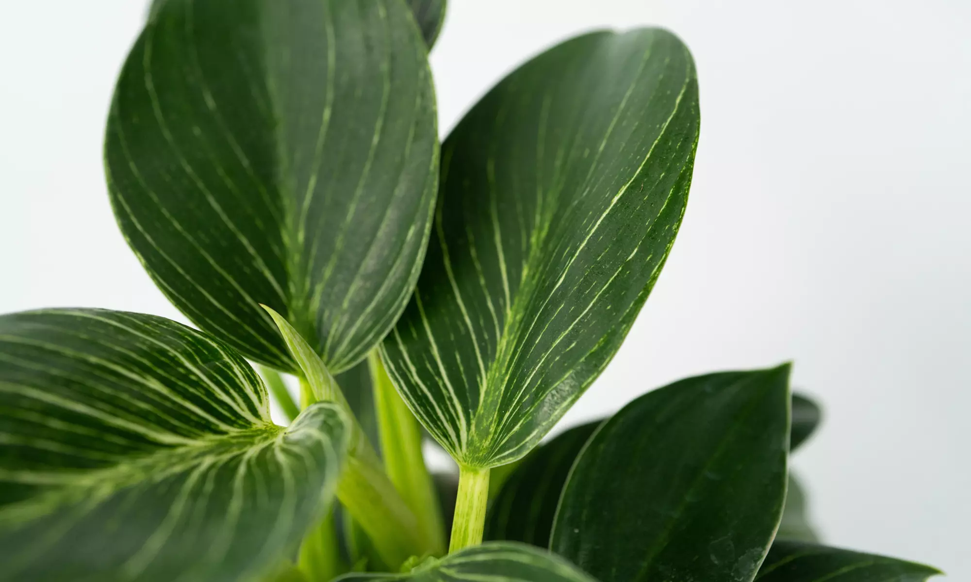 1x oder 2x Philodendron White Wave - Second Medium