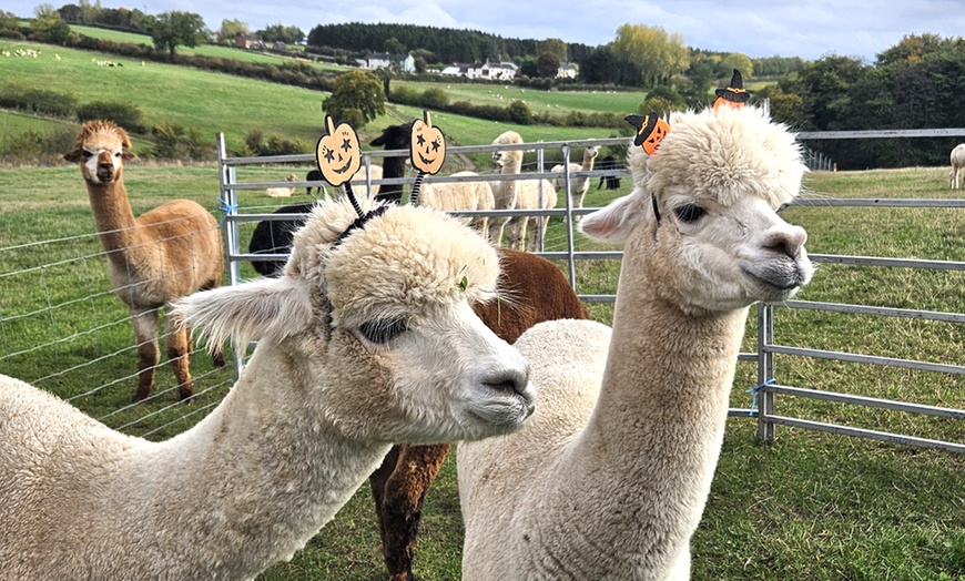 Image 1: Celebrate Halloween: Tickets for 1, 2, or Family of 4