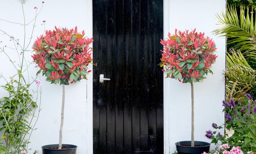 Image 1: 1 or 2 Photinia Red Robin Standard Tree with Patio Planter