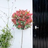 Image 1: 1 or 2 Photinia Red Robin Standard Tree with Patio Planter