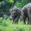 Image 1: Discover Sri Lanka: 11-Day Private Tour with a Guide, Scenic Transfers