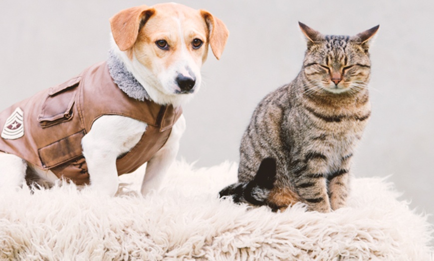 Image 1: Online Dog & Cat Styling Course with Diploma Certificate - Save 90%