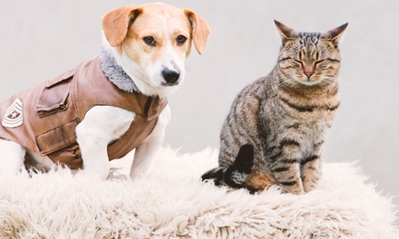 Dog & Cat Styling Online Course - Pet Addict