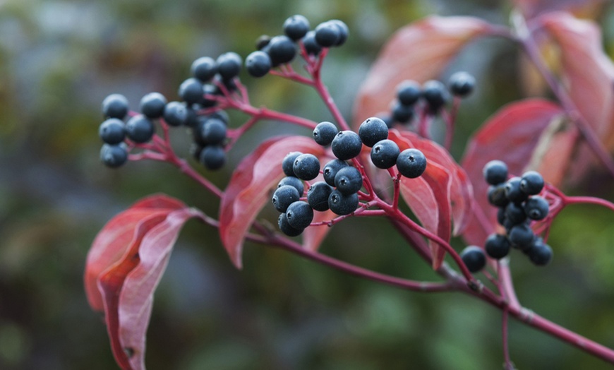 Image 2: One, Two or Three Hardy Cornus Winter Flame Potted Plants