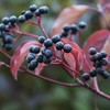 Image 2: One, Two or Three Hardy Cornus Winter Flame Potted Plants