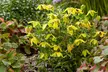 One, Two or Three Clematis Potted Plants - Second Medium