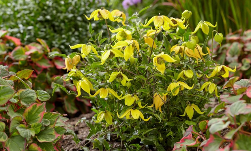 Image 4: One, Two or Three Clematis Potted Plants