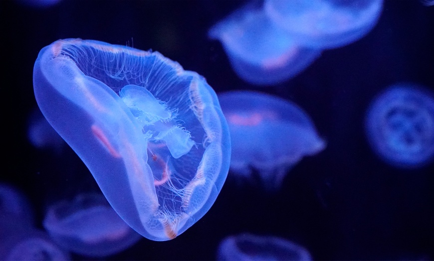Image 10: Aquarium de Paris : la richesse du monde sous-marin tout l'année