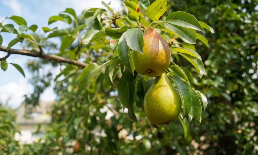 Image 2: 2 arbres fruitiers colonnes gain de place