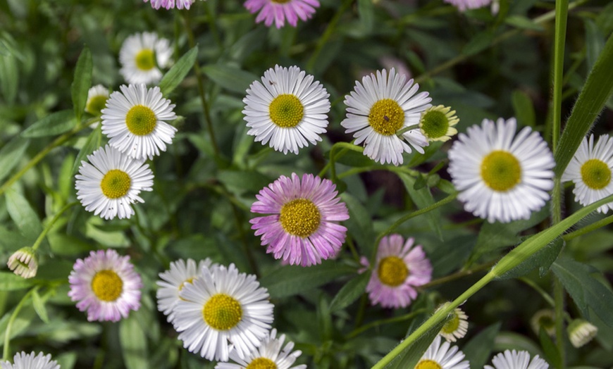 Image 3: 10 or 20 Erigeron Sea of Blossom Garden-Ready Plants