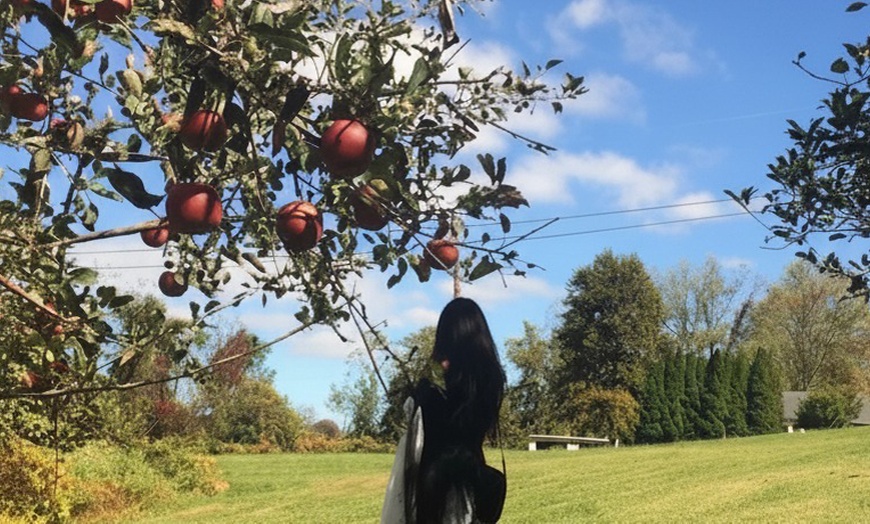 Image 4: Regular Tasting Flight + Charcuterie or Cheese Board for One or Two