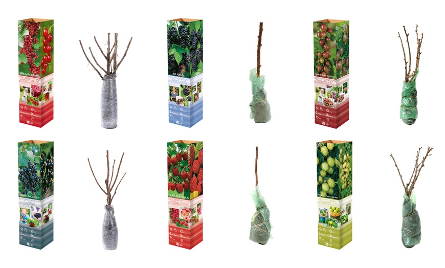 Image 4: Plantes d'extérieur au choix, faciles d'entretien