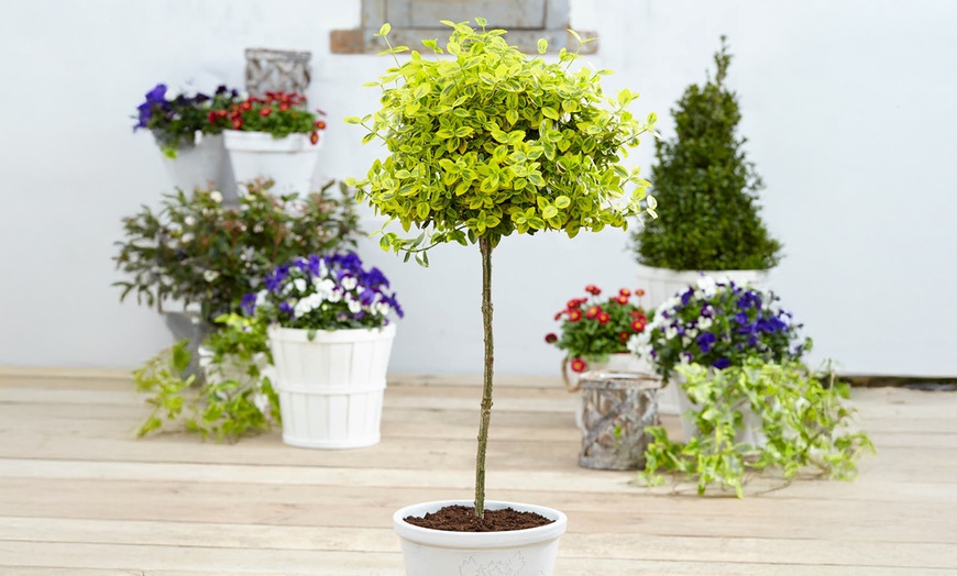 Image 1: One or Two Euonymus 'Emerald 'n' Gold' Standard Trees