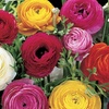 Image 1: 25 or 50 Ranunculus Spring Flowering Bulbs