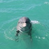Image 6: SafeSea in Fort Myers, FL
