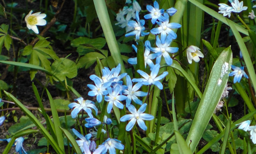 Image 4: Chionodoxa Lucilaea 'Glory of the Snow' Spring Flowering Bulbs