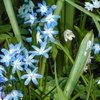 Image 4: Chionodoxa Lucilaea 'Glory of the Snow' Spring Flowering Bulbs