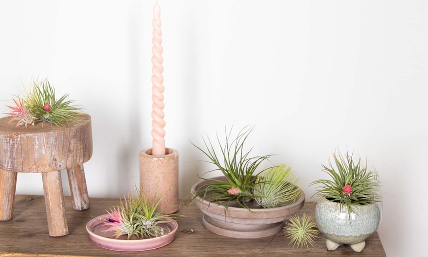 Image 1: 5er- oder 10er-Mix Luftpflanze „Tillandsia“