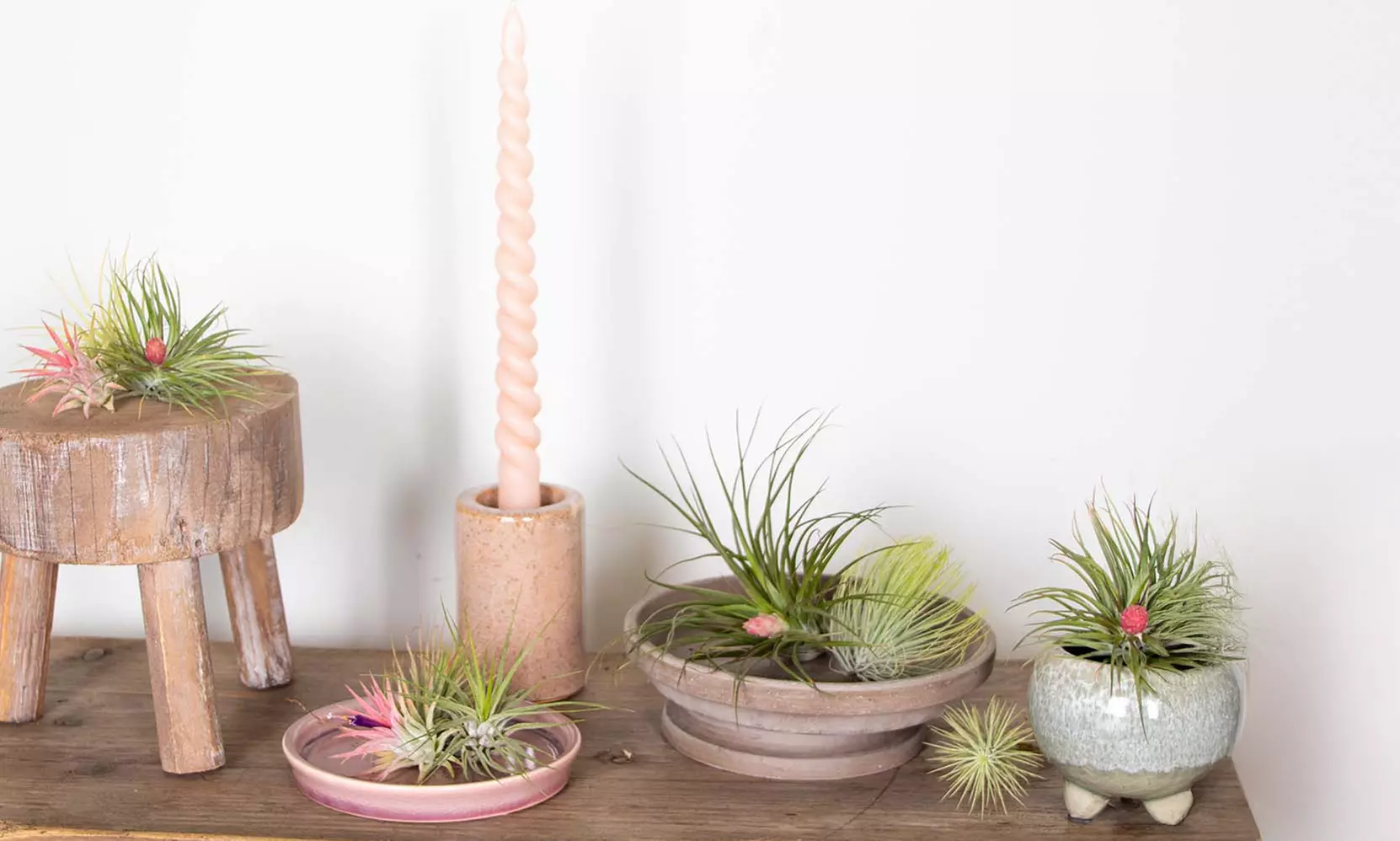 5er- oder 10er-Mix Luftpflanze „Tillandsia“