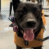 Image 1: Indoor Dog Park Day Pass with Drinks for You