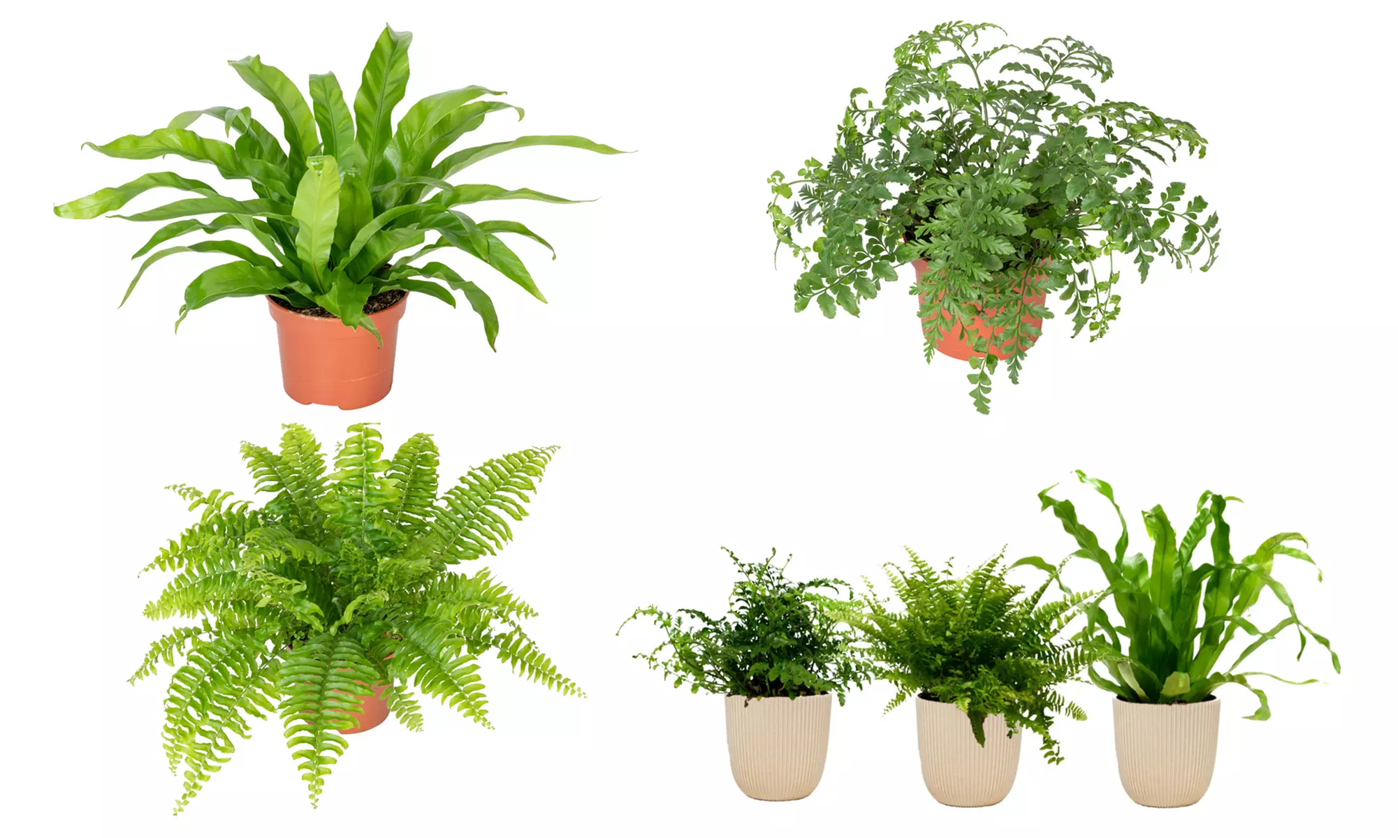 Set di 3 piante da interno con mix di felci - Paradiso verde per il tuo interno - Primary Image