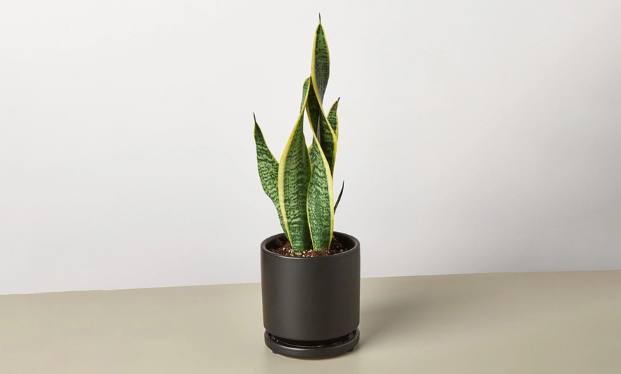 Image 14: Air Purifying Snake Plant 'Laurentii' from House Plant Shop with Free Shipping (Up to 15% Off)