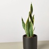 Image 14: Snake Plant 'Laurentii' in 3", 4", and 6" Sizes with Free Shipping (Up to 15% Off)