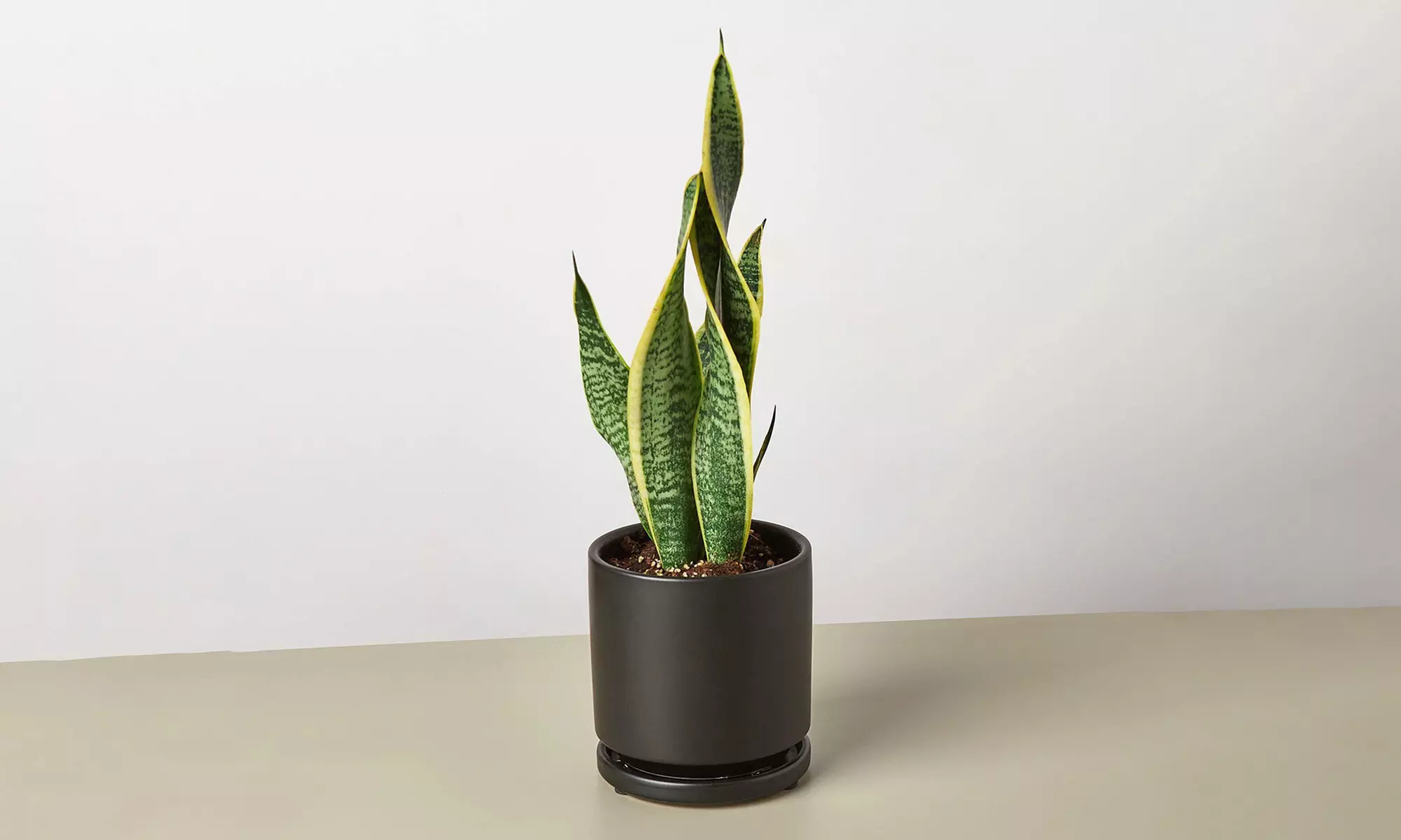 Air Purifying Snake Plant 'Laurentii' from House Plant Shop with Free Shipping (Up to 15% Off)