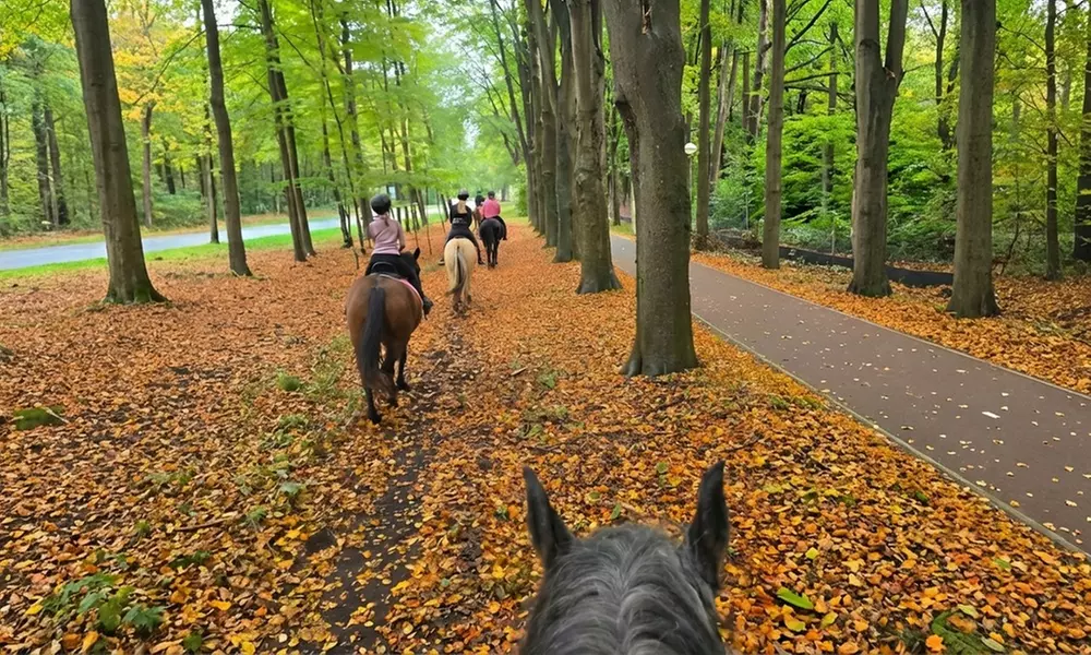 Avontuurlijk paardrijden met bosrit of waterrit incl. begeleiding