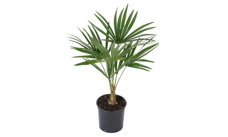 Image 2: 1 o 2 piante di Trachycarpus Fortunei