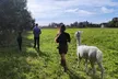 Odpocznij wśród zwierząt: Wybierz się na spacer z alpakami po malowniczych łąkach – dla 1-6 osób  (do -20%) - Second Medium