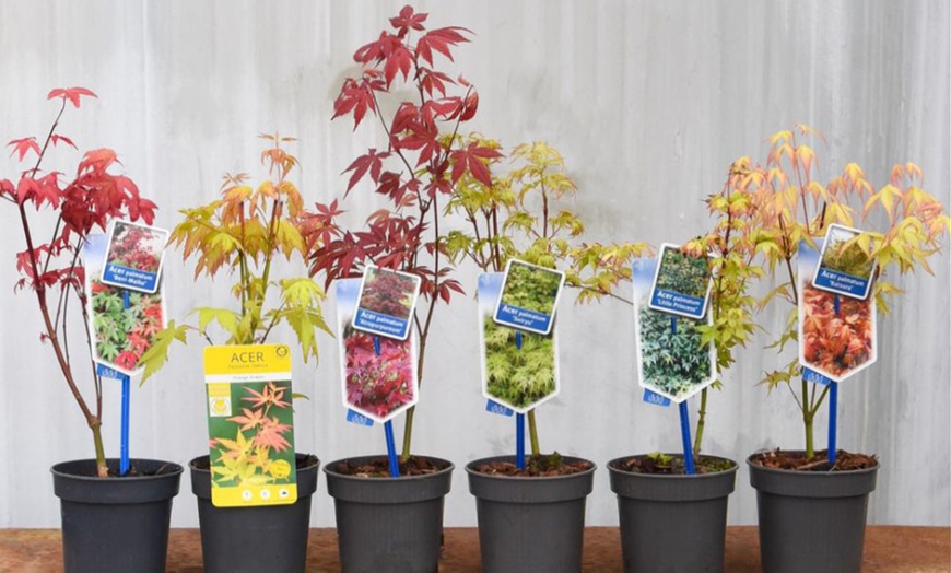 Image 1: Mixed Japanese Acer Palmatum Potted Plants