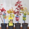 Image 1: Mixed Japanese Acer Palmatum Potted Plants
