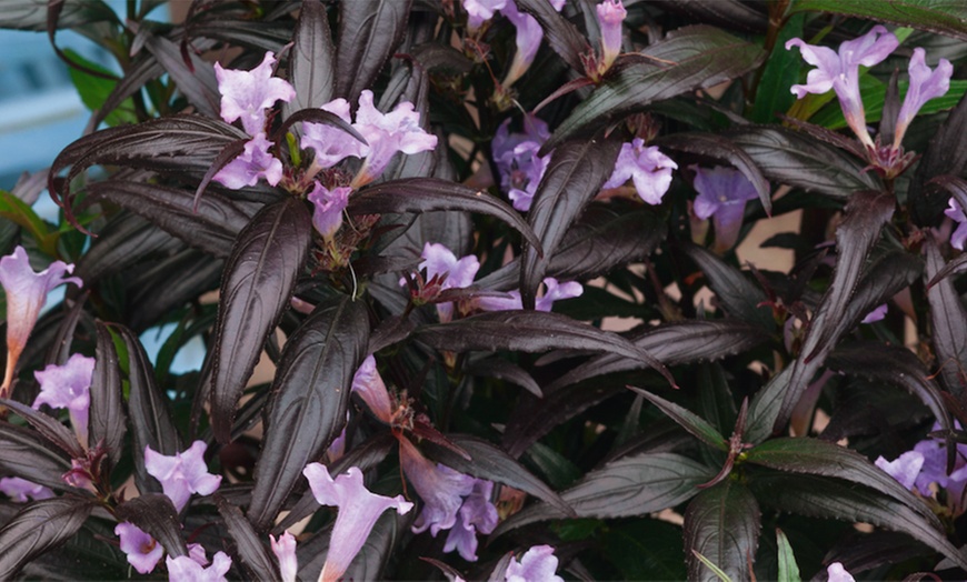 Image 2: Strobilanthes Plant 9cm