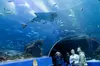 Save 10% on General-Admission Tickets at Georgia Aquarium - Explore a World Under The Sea!