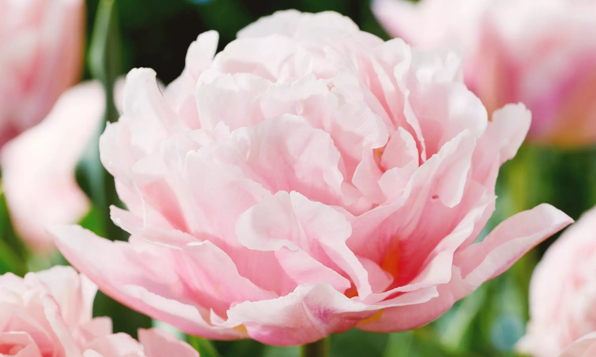 15 of 25 Tulipa Dreamer bloembollen - Image 3