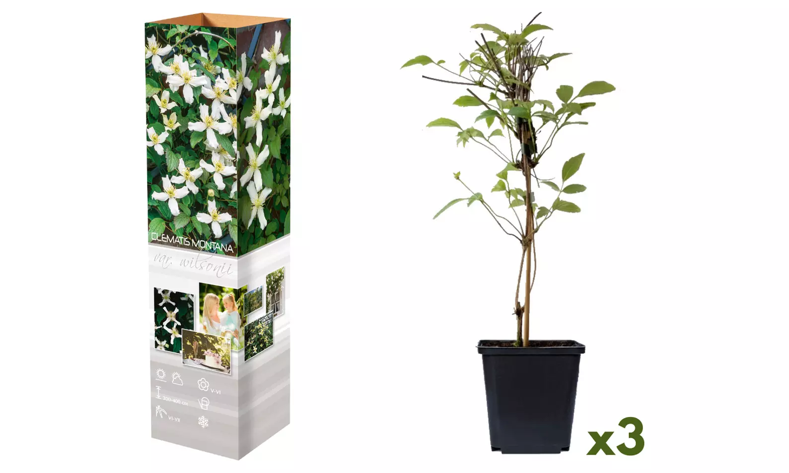 Lot de 3 Clematis au choix