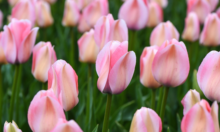 Image 7: Up to 36 Bulbs of Tulip Pastel Mix Collections