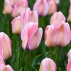 Image 7: Up to 36 Bulbs of Tulip Pastel Mix Collections