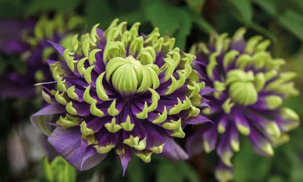 Clematis Florida Taiga – One or Three Potted Plants - Primary Image