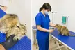 Caring & Comprehensive Pet Grooming for Dogs & Cats, All Sizes. Includes Basic & Full Grooming (Up to 41% Off) - Image 4